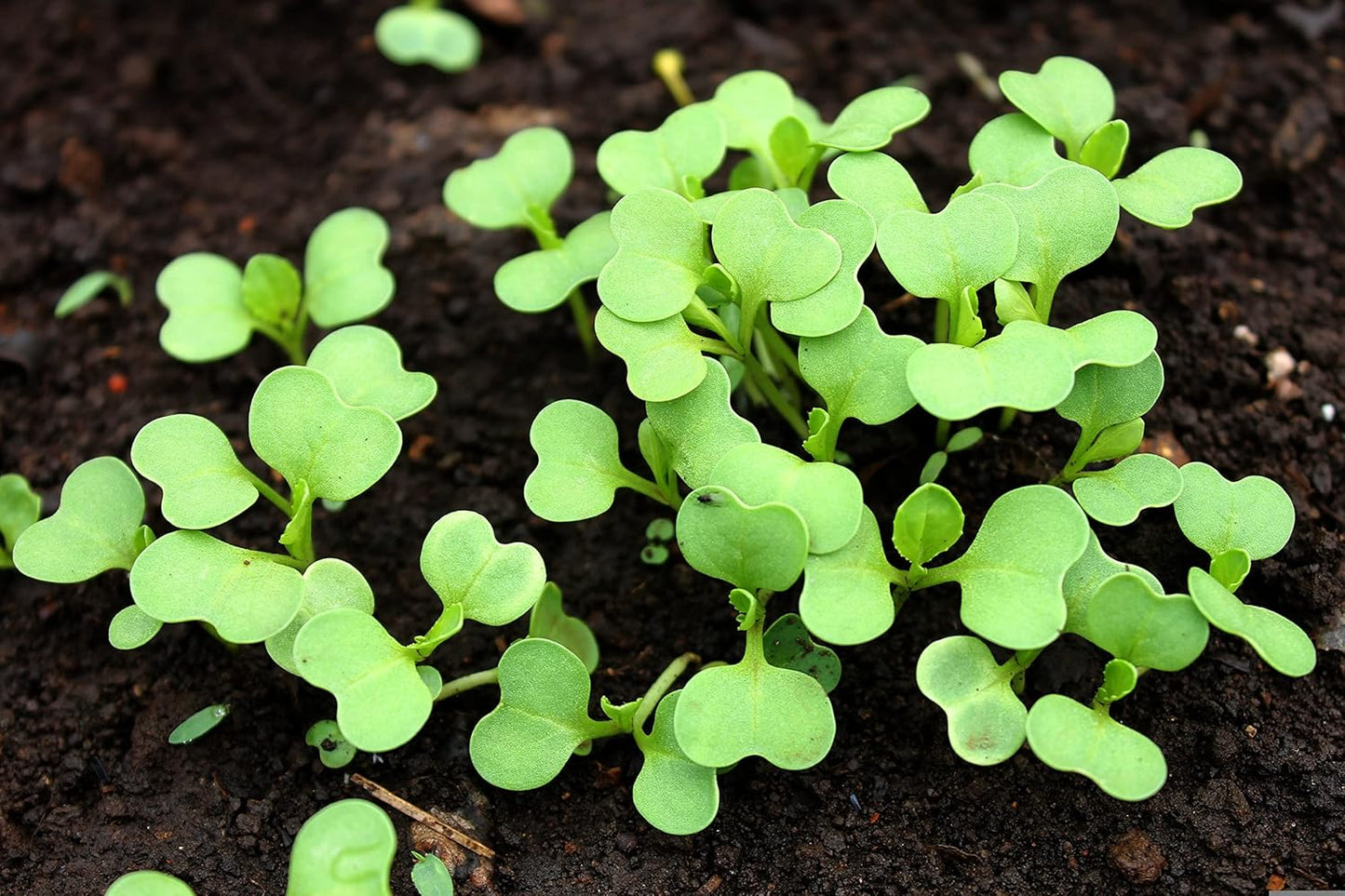 1000 Semillas Bok Choy Tallo Verde Sin OMG