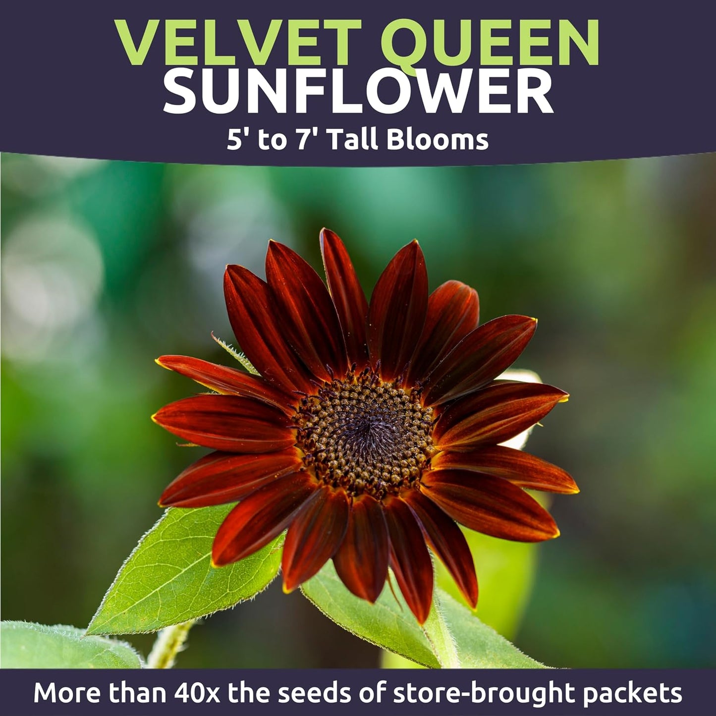 Bolsa 1/4 libra semillas Helianthus annuus para plantar
