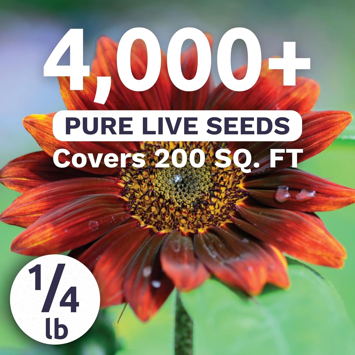 Bolsa 1/4 libra semillas Helianthus annuus para plantar