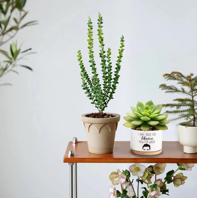 Macetas cerámica para suculentas y cactus regalo divertido