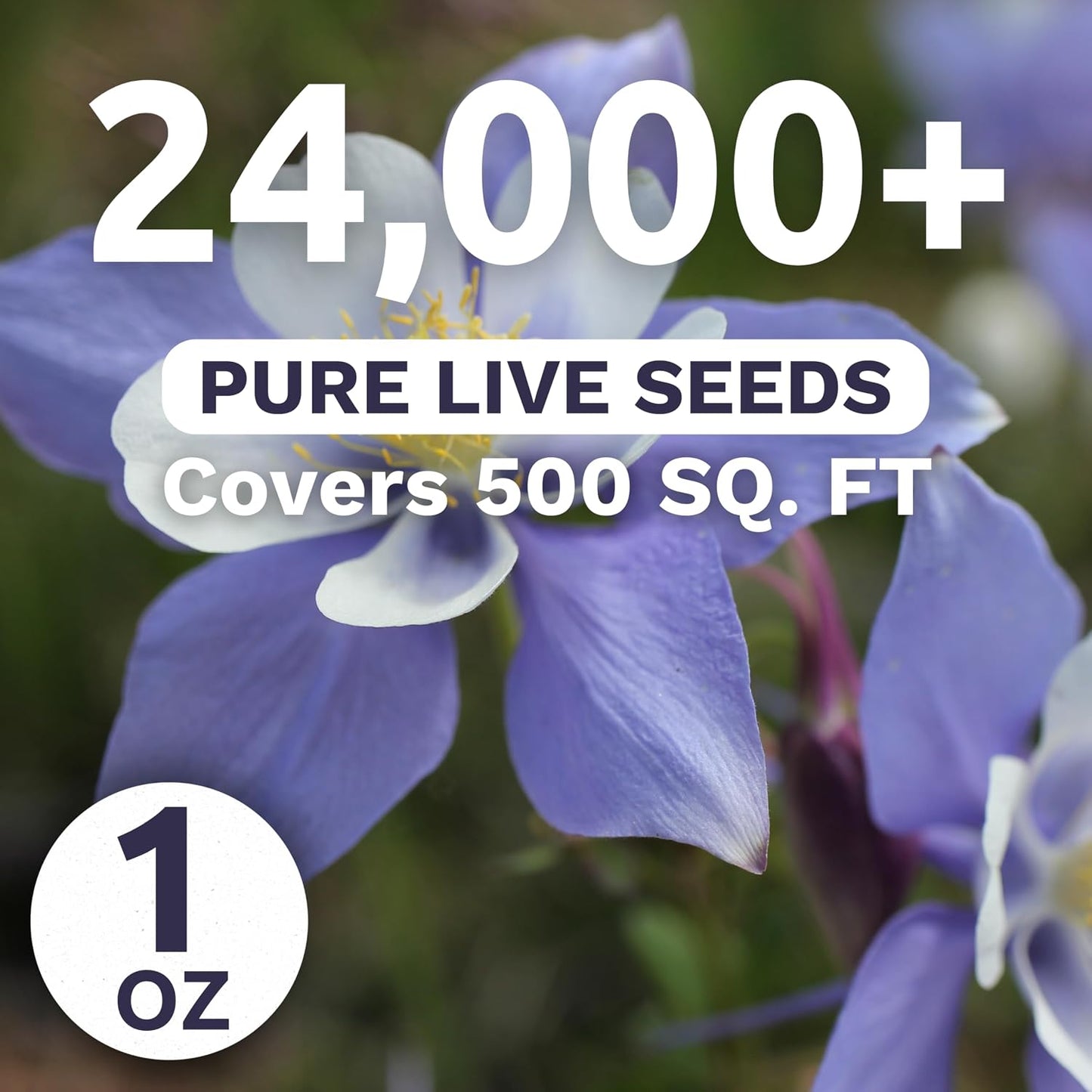 Paquete 1oz semillas Aquilegia caerulea 24000 unidades