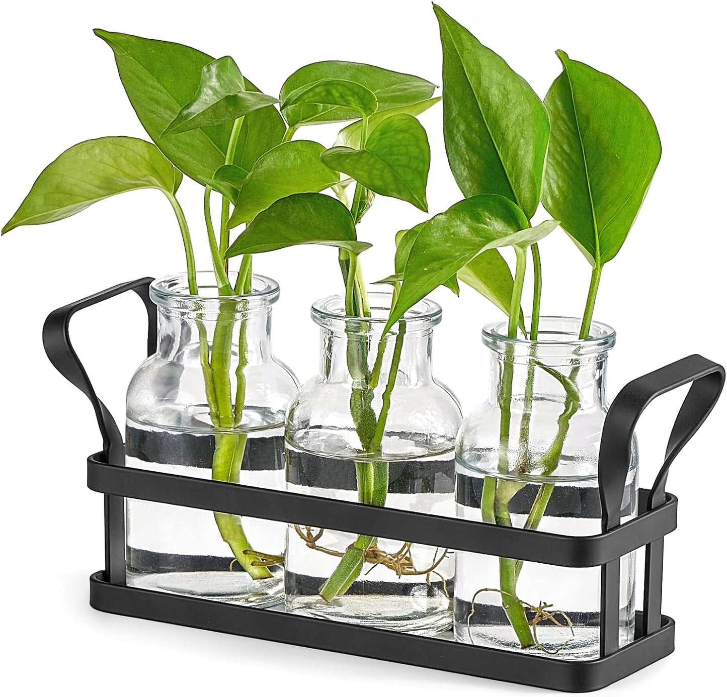 Soporte metal terrario vidrio jarrón hidropónico
