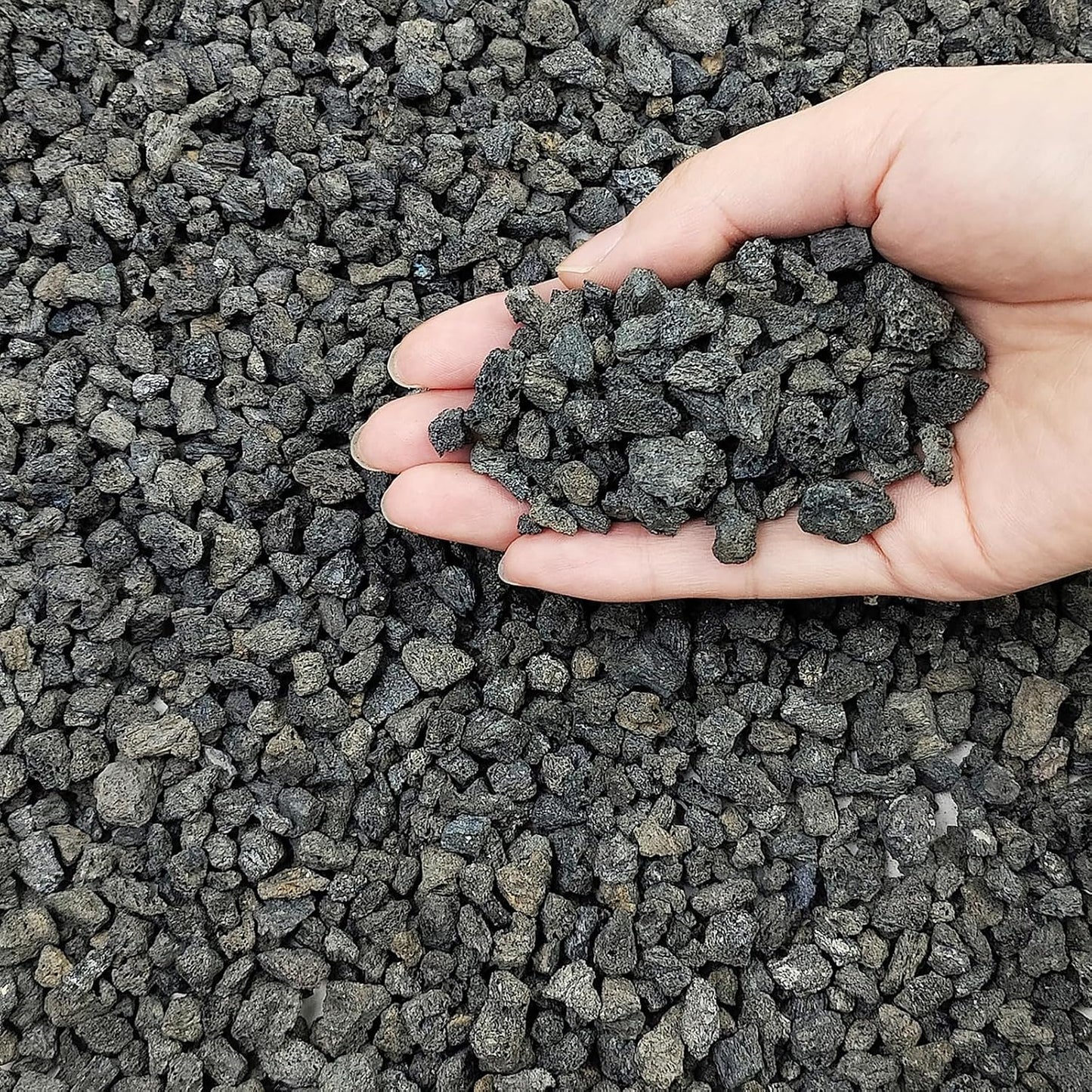 Rocas lava negra 1/4pulg para suculentas y jardín