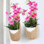 2 Pzas Colgador Macramé 6pulg Cesta Orquídea Soporte Plantas