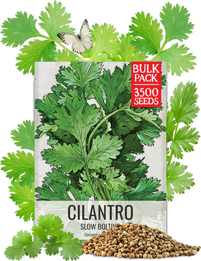 Semillas cilantro para plantar 1.5oz no transgénicas