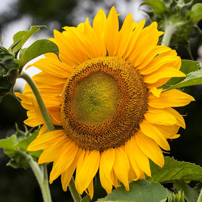 Semillas girasol mamut rayas grises sin OMG bolsa grande