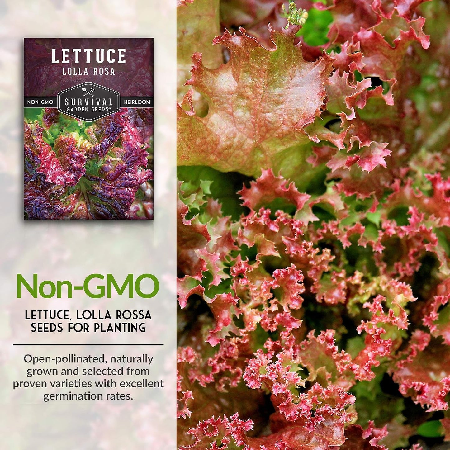Semillas lechuga roja tolerantes calor variedad heredada