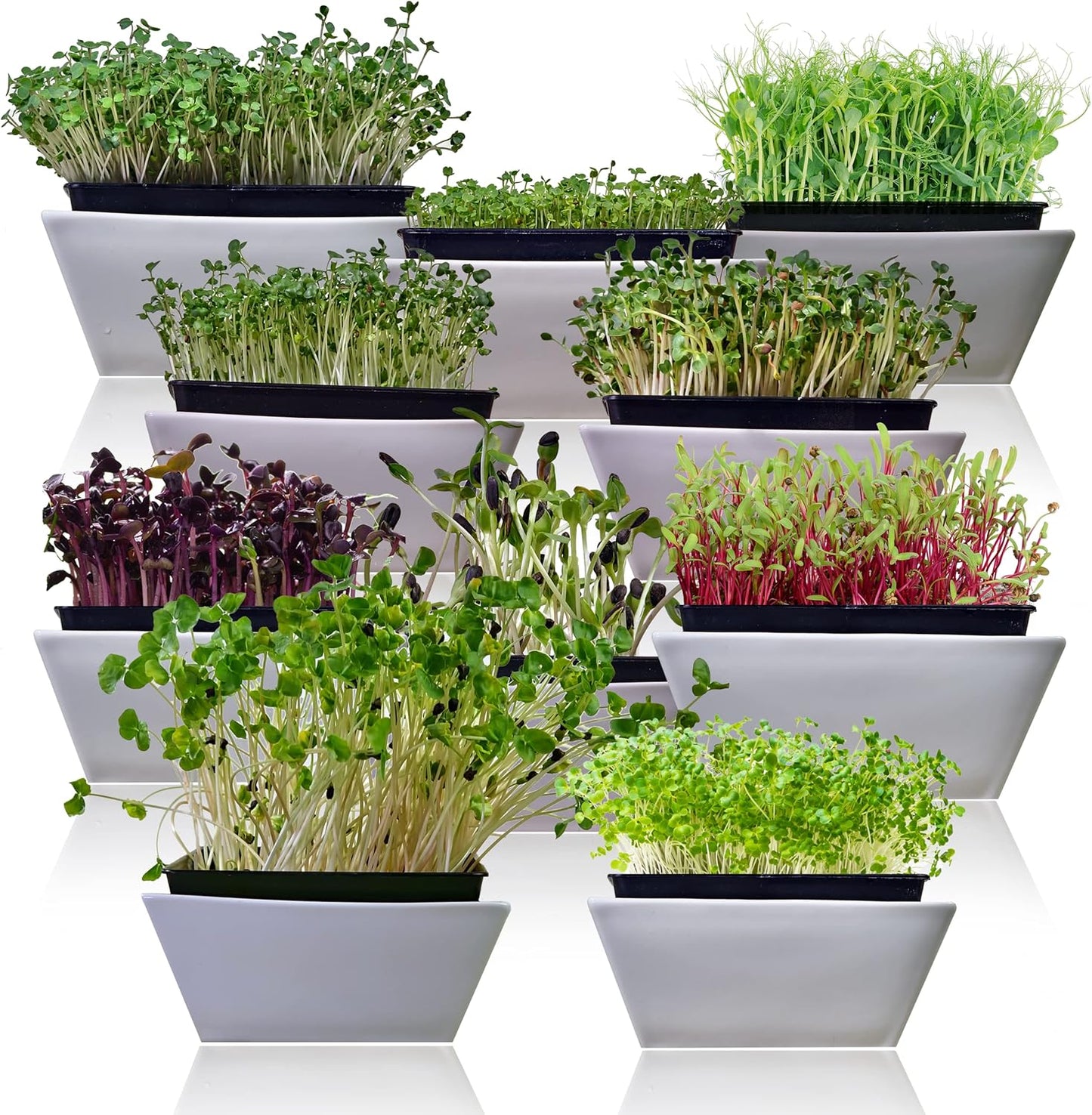 Paquete 10 tipos semillas microgreen germinación interior