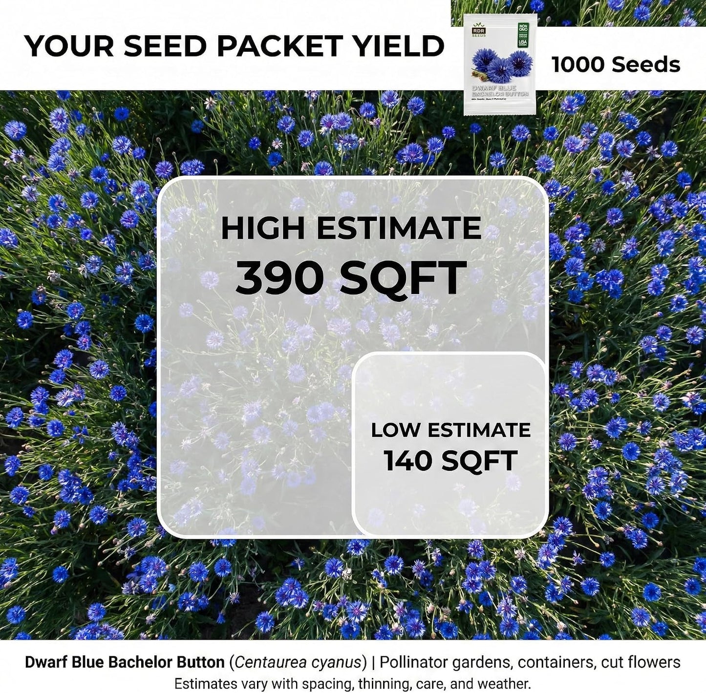 1000 Semillas Centaurea Cyanus Azul Enano para Plantar