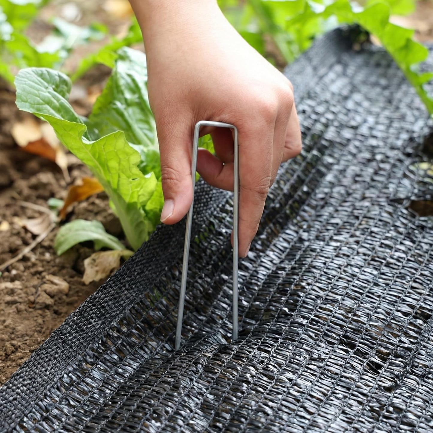 Clavos jardín acero galvanizado 10pulg set 200