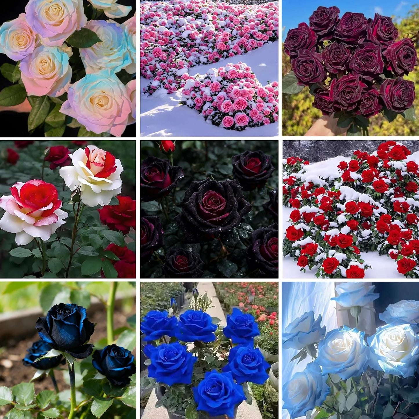 Semillas rosas trepadoras mixtas para jardín y hogar