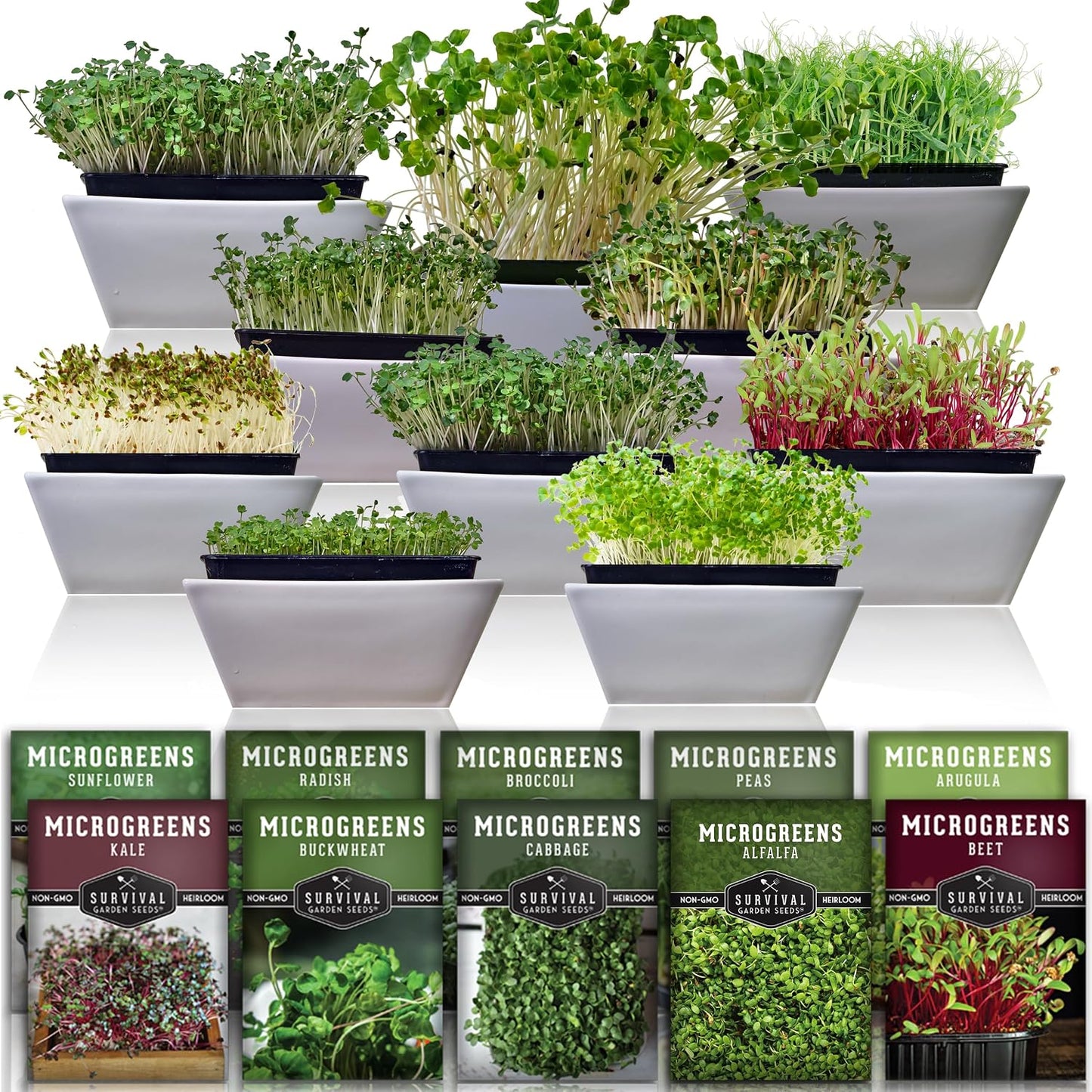 Paquete 10 tipos semillas microgreen germinación interior