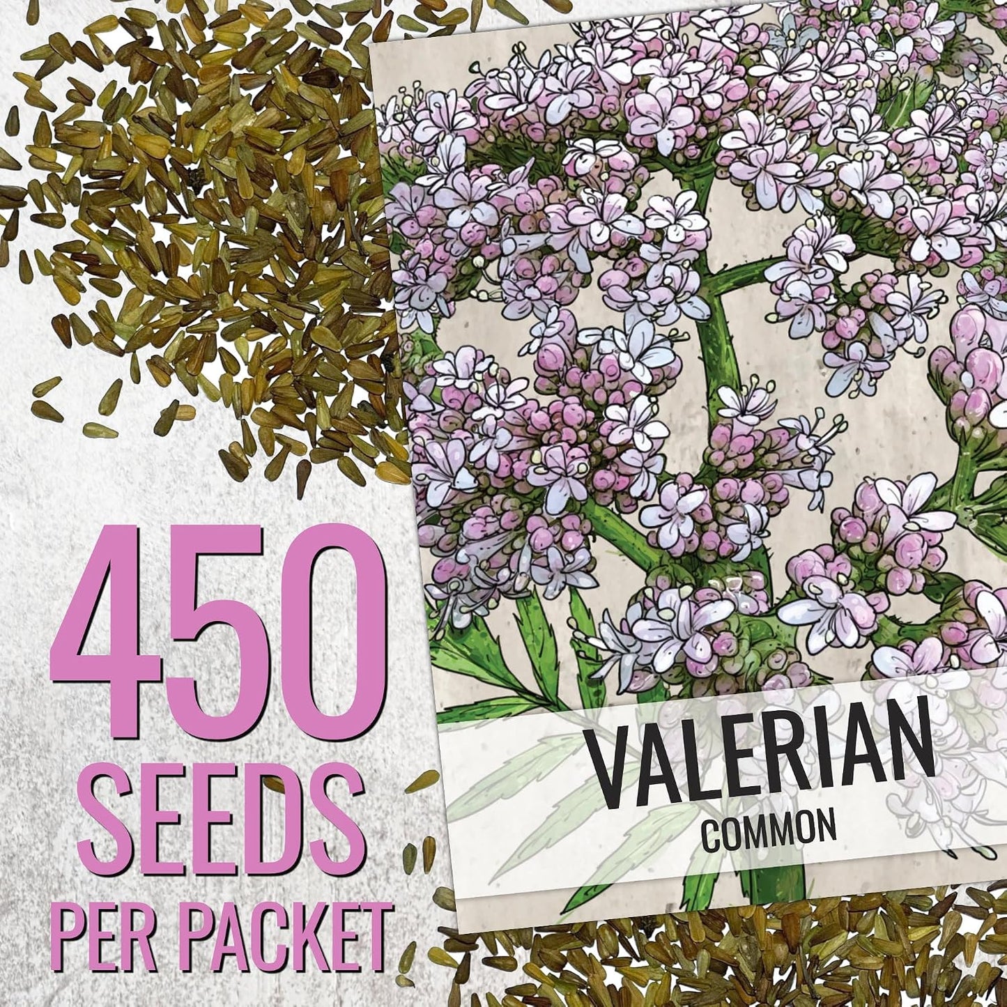 Semillas valeriana para plantar jardín al aire libre sin OMG