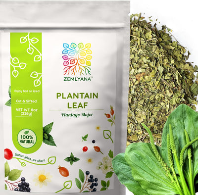 Hierba de plátano seco para té hojas principales plantago 8oz