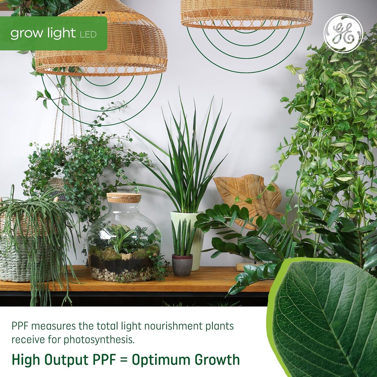 Bombilla LED crecimiento plantas espectro equilibrado A19 set 2