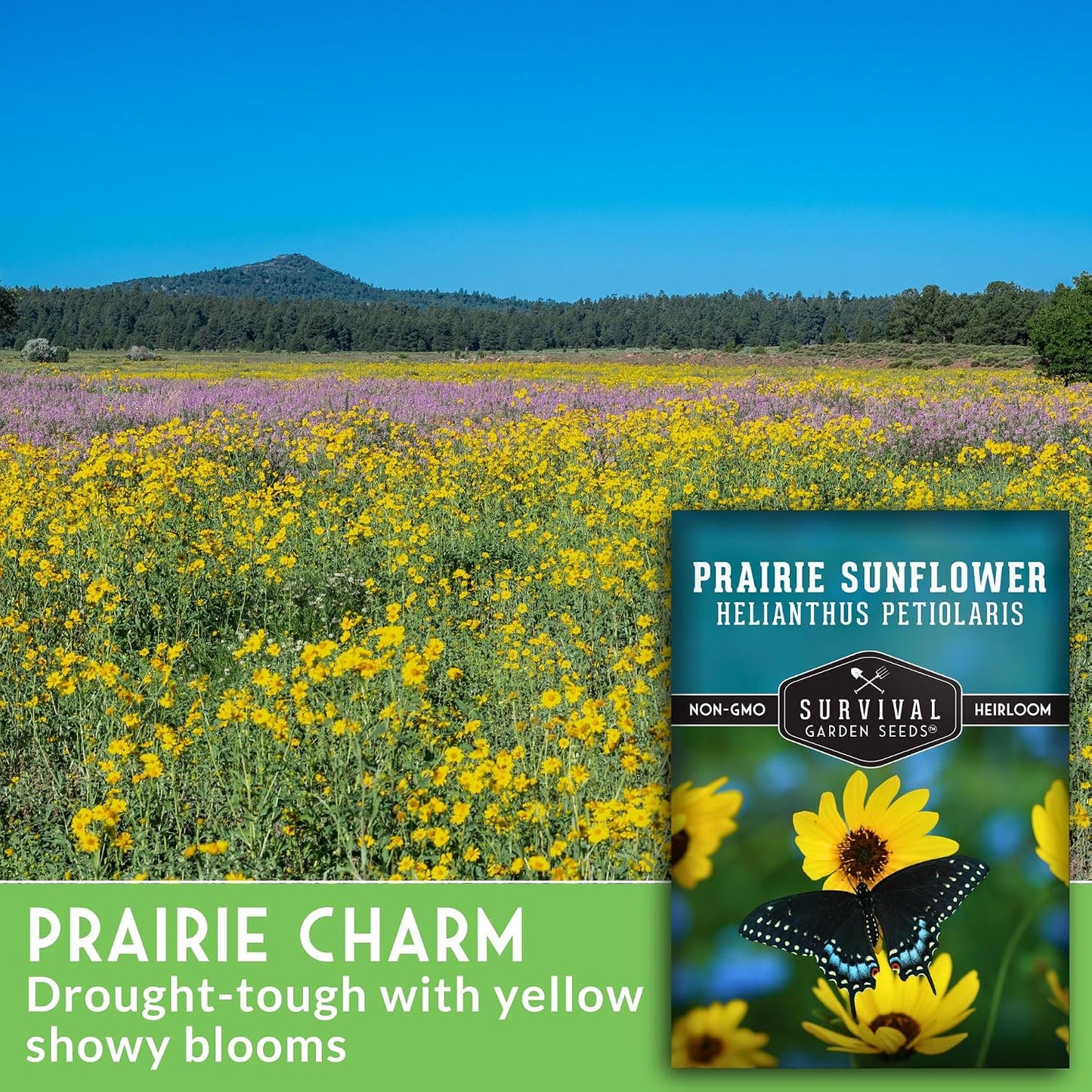 Flor silvestre Girasol Native Prairie sin OMG 1 pack