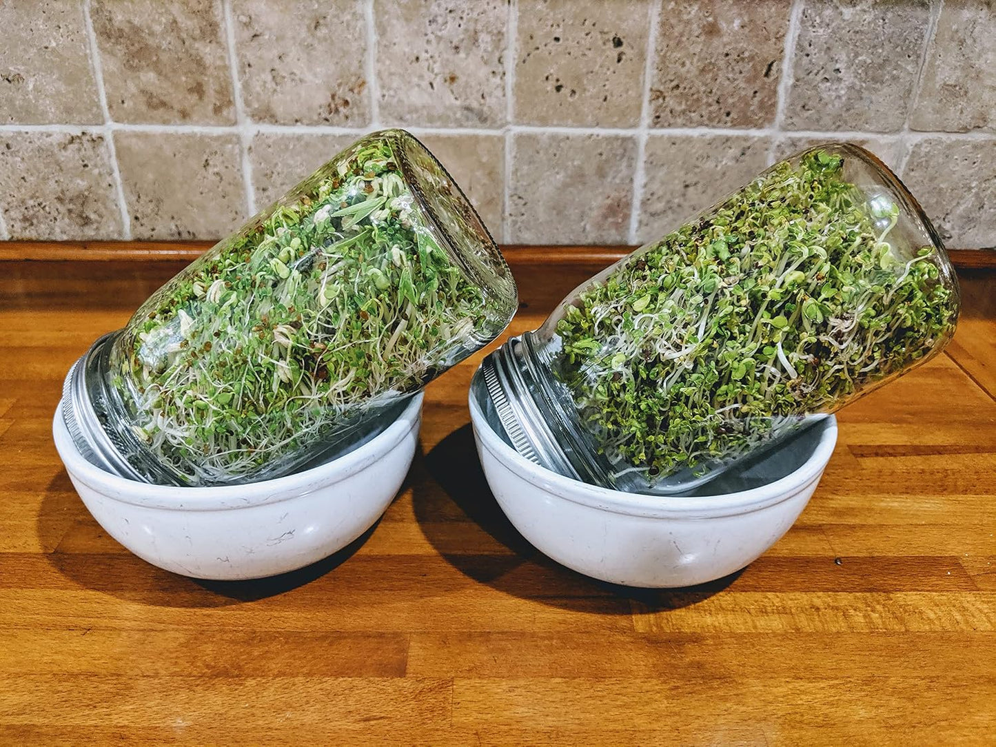 Paquete 5 semillas brócoli alfalfa rábano mungo