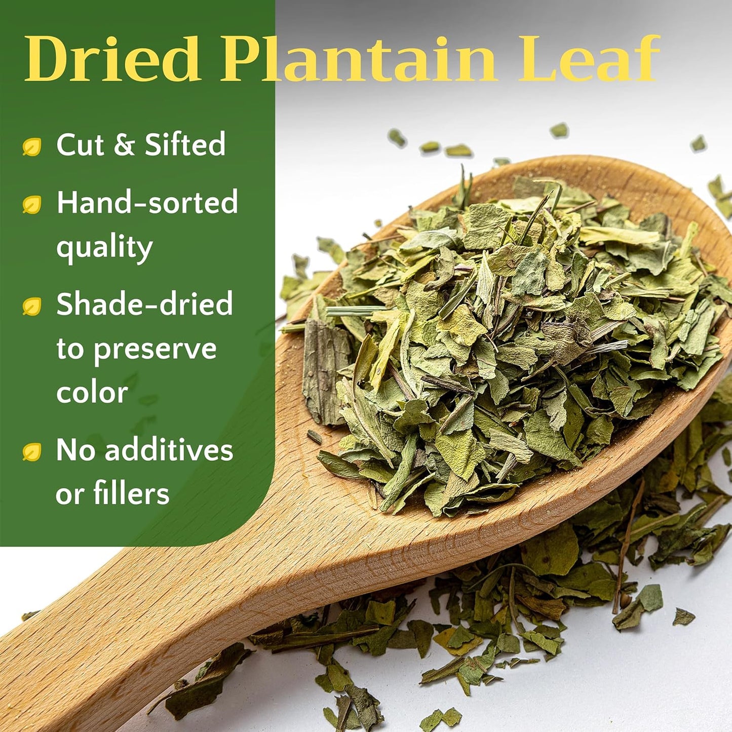 Hierba de plátano seco para té hojas principales plantago 8oz