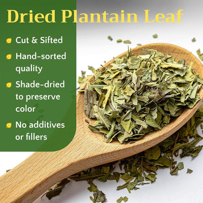 Hierba de plátano seco para té hojas principales plantago 8oz