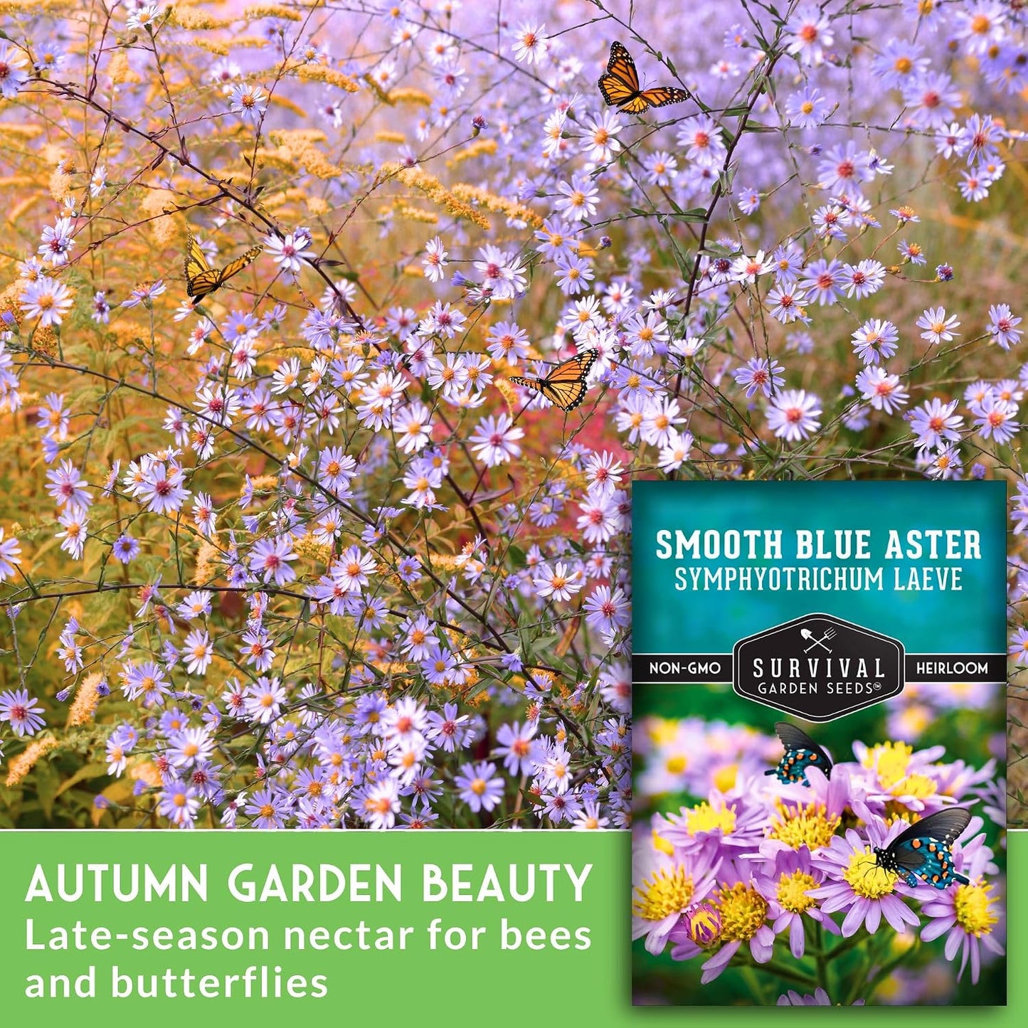 Semillas Aster Blue Aster Flor silvestre paquete 1