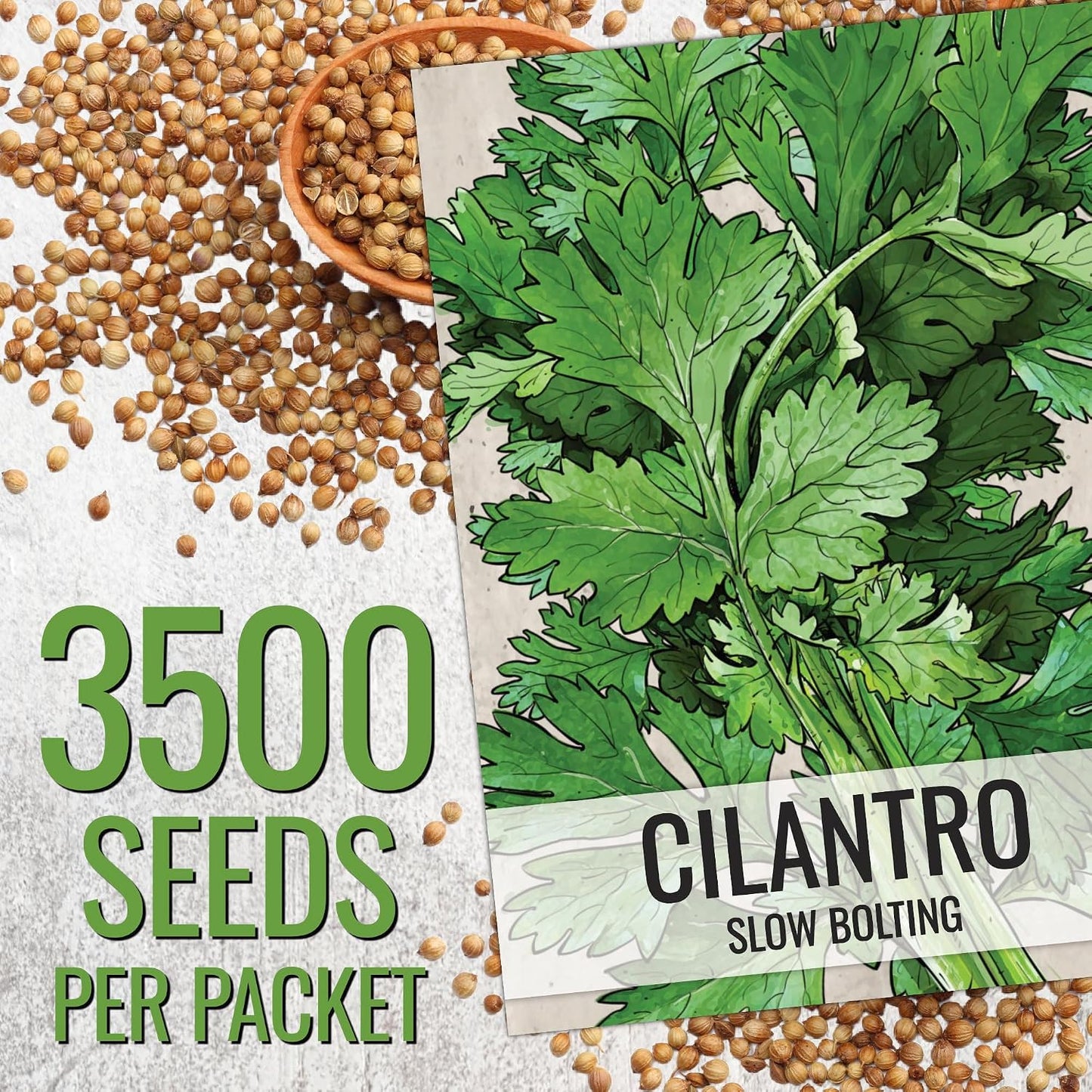 Semillas cilantro para plantar 1.5oz no transgénicas