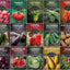 Bóveda semillas jardín 15uds Heirloom sin OMG