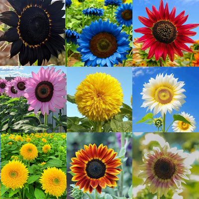 Mezcla semillas girasol flores perennes raras para jardín
