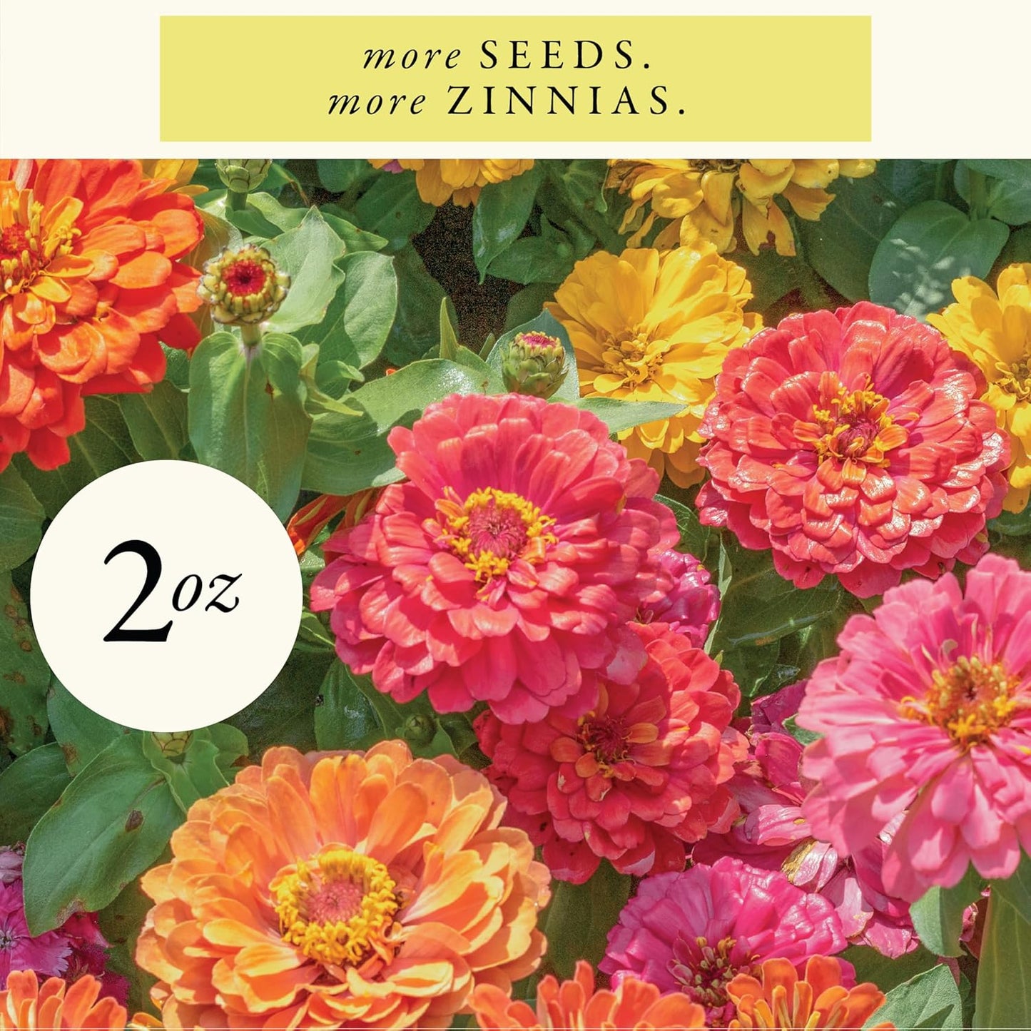 Semillas zinnia con flores dalia 2oz