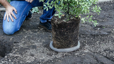 Cestas proteccion raices 2gal control Gopher pack 2