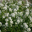 Semillas flores dulces altas Lobularia maritima 1lb