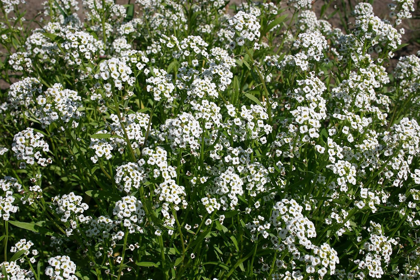 Semillas flores dulces altas Lobularia maritima 1lb